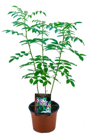 Spanisches Süßholz, Pflanze aus Nachhaltigem Anbau! 