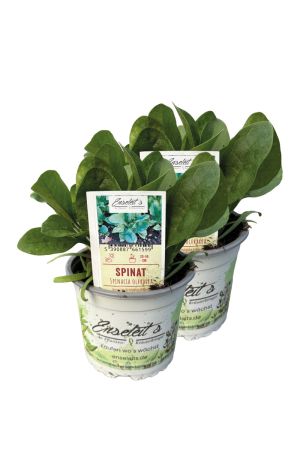 2x Frische Spinat Jungpflanzen - Schnellwüchsig & Gesund