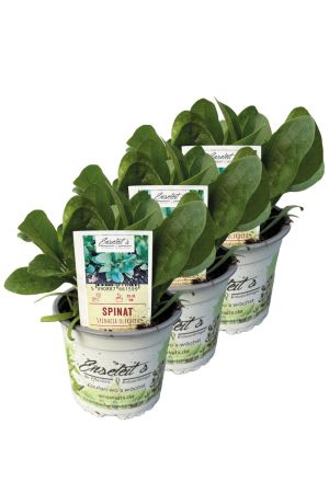 3x Frische Spinat Jungpflanzen - Schnellwüchsig & Gesund
