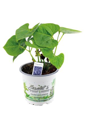 Blaue Stangenbohnen Pflanze im 12cm Topf aus Nachhaltigem Anbau 