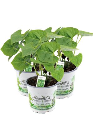 3er Set Stangenbohnen Pflanze im 12cm Topf aus Nachhaltigem Anbau 