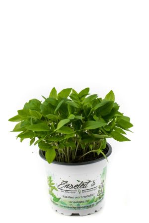 Thai-Basilikum, Marktfrische Pflanze