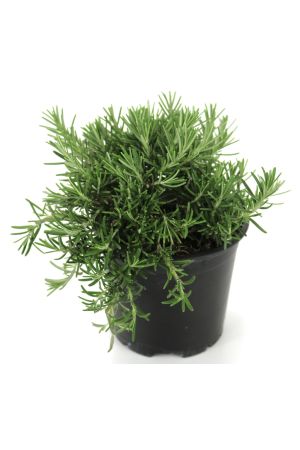 Kriechender Rosmarin,Rosmarinus officinalis ssp. prostratus, Rosmarin Pflanze