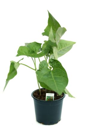 Feuerbohnen Pflanze im 12cm Topf aus Nachhaltigem Anbau 