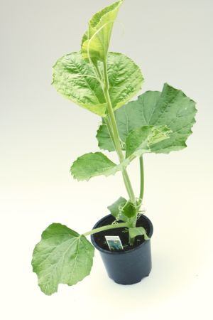 Kletter Zucchini Pflanze grün (Cucurbita pepo) aus der Gärtnerei www.enseleits.de