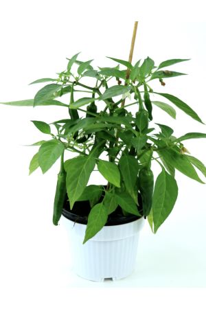 Zwergchili Pflanze, Chili  Pflanze, Schärfe 8/10! 