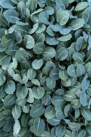 Weißkohl, Weißkraut im 10er Set, (Brassica oleracea var. capitata f. alba)