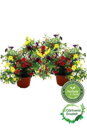 3er Set Zauberglöckchen,Potpourii,Calibrachoa, Minipetunie, Petunia