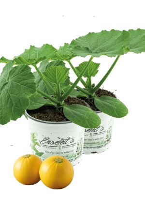 2x Runde Gelbe Zucchini 'Luneor' F1 - Gourmet-Jungpflanze