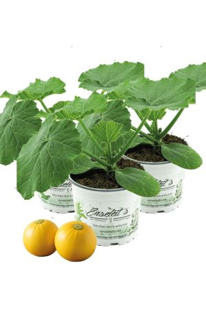 3x Runde Gelbe Zucchini 'Luneor' F1 - Gourmet-Jungpflanze