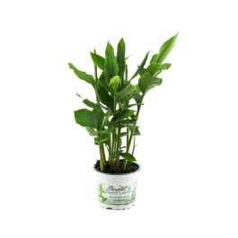 Zimt-Aroma, Zimtaroma-Pflanze, Elettaria cardamomum, frisches Zimt-Aroma,  im 12 cm Topf