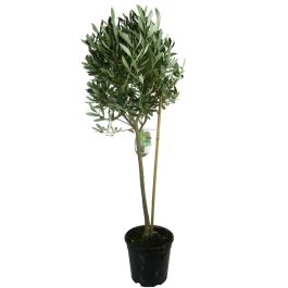 Olivenbaum- Olivenbaum Pflege (Olea europaea) - Olivenbaum kaufen