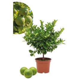 Limettenbaum - Citrus aurantifolia - Limettenbaum kaufen