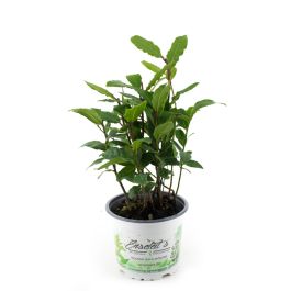 Lorbeer Pflanze , Gewrzlorbeer aus Nachhaltigem Anbau, frische Kruter  Pflanze 9cm Topf