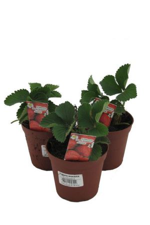 10 Erdbeerpflanzen Senga Sengana, Erdbeere, Erdbeerpflanze im 9cm Topf