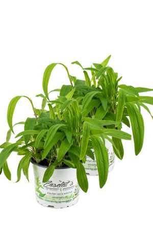 2er Set Arnika Pflanze, Arnica, frische Kräuter Pflanze im Topf aus Nachhaltigem Anbau