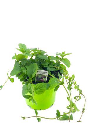 Bananen-Minze, Minze Pflanze, Minz Pflanze aus Nachhaltigem Anbau 