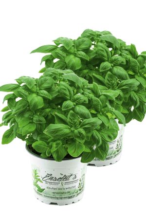 2er Set Basilikum Pflanze, Frische Küchenkräuter (Basilikum  Ocimum basilicum)