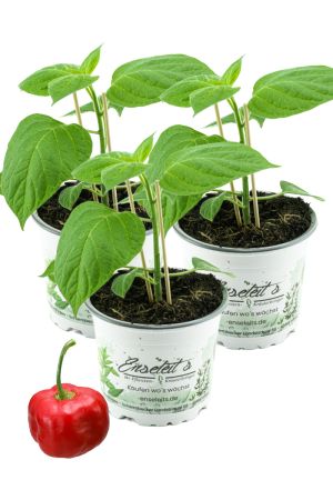 3er Set Baumchili, chili, Baumchili Pflanze kaufen, Baumchili im 12cm Topf