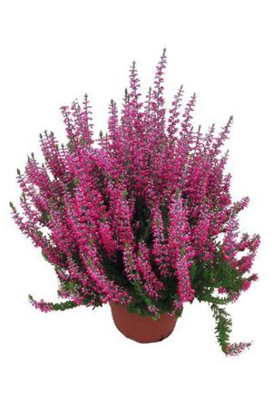 Calluna Beatuy Lady´s rot