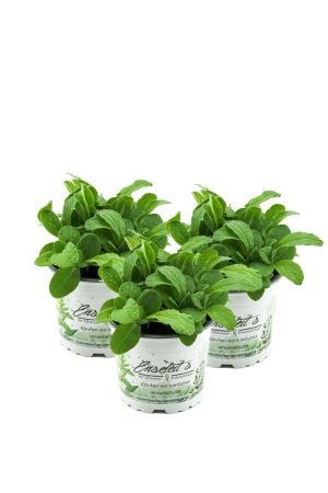 Borretsch Pflanze 3er Set, Frische Kräuter Pflanze Borago officinalis,Gurkenkraut
