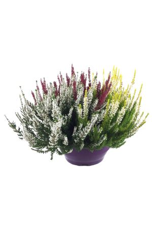 XXL 23 er Schale Calluna Beauty Lady´s Trio, Besenheide, Winterheide