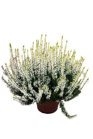 Calluna Beauty Lady´s gelb