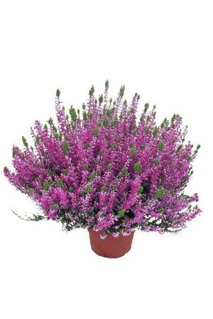 Calluna Beauty Lady´s Rosa