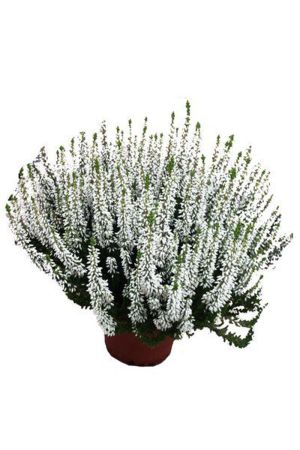 Calluna Beauty Lady´s weiß,Winterheide, Besenheide, Calluna vulgaris