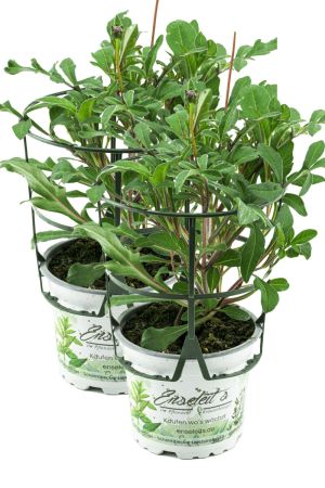 2er Set Schokokosmee (Cosmos atrosanguineus), Schokoladen-Blume, Pflanze 