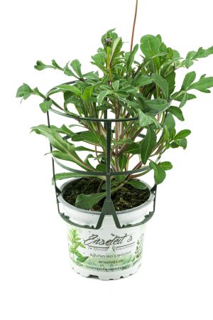 Schokokosmee (Cosmos atrosanguineus), Schokoladen-Blume, Pflanze 