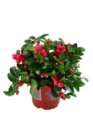 Scheinbeere, Gaultheria  procumbens, Rebhuhnbeere