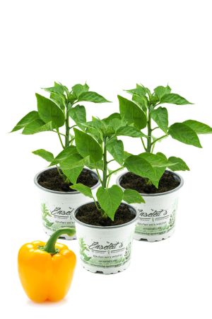 Gelbe Paprika Pflanzen im 3er Set,F1 Sorten frische Paprikapflanzen im Topf