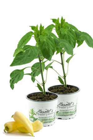 2x Spitzpaprika "Sweet Banana",Capsicum annuum,frischer Paprika