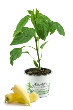 Spitzpaprika "Sweet Banana",Capsicum annuum,frischer Paprika