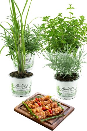 Grillkräuter-Set Rosmarin, Currykraut, Zitronengras & Oregano