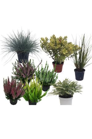 Herbstbalkonset, Calluna vulgaris, Blauschwengel, Gräser, Veronica