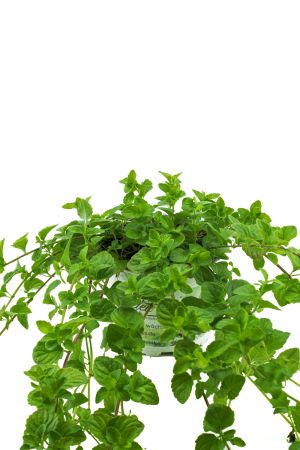 Indische Hängeminze,Yerba Buena - Satureja douglasii,frische Minze