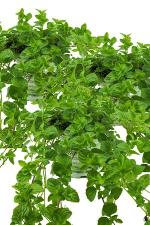 3er Set Indische Hängeminze,Yerba Buena - Satureja douglasii,frische Minze