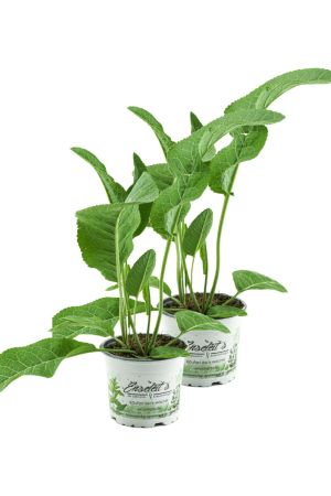 2er Set Meerrettich Pflanze, frische Kräuter Pflanze aus Nachhaltigem Anbau!