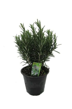 XXL italienischer Rosmarin im  Topf - Rosmarinus officinalis