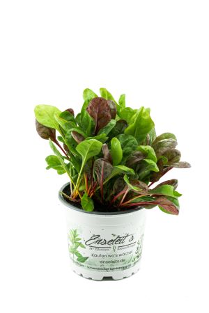 Roter Stielmangold, Mangold Pflanze, Aus Nachhaltigem Anbau!