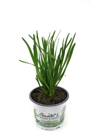 Schnittknoblauch,Allium tuberosum, Frische Kräuter Pflanze