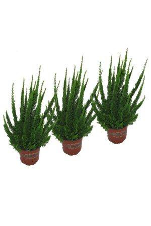 Calluna Vulgaris, Skyline, Besenheide