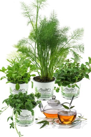 Teekräuter-Set "der Gesundheit", Fenchel, Salbei, Pfefferminze, Jiaogulan