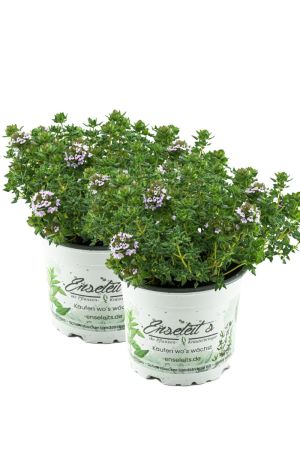 2er Set Thymus serpyllum 'Creeping Red', Teppichthymian