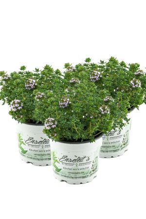 3er Set Thymus serpyllum 'Creeping Red', Teppichthymian