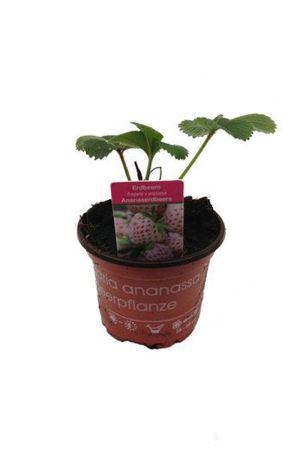 Weiße Ananas-Erdbeere,Ananaserdbeere, 1 Erdbeerpflanze