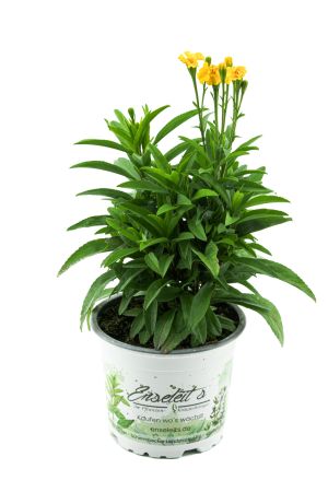 Winterestragon,Tagetes lucida,frischer Estragon