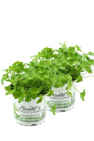 2x Glattblättrige Petersilie, Glatte Petersilien Pflanze, Petroselinum crispum im Doppelpack